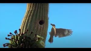 The primary reason why cacti survive in that ecosystem is because of their numerous adaptations, which the cactus plant survives in the desert by using the adaptation technique. Desert Habitats Theschoolrun