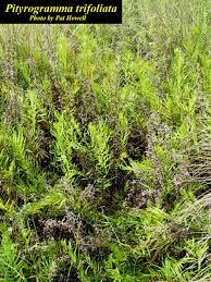 Image result for Pityrogramma