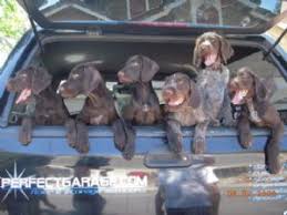 Use the search tool below and browse. German Wirehaired Pointer Puppies In California