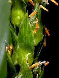 Image result for Anthephora
