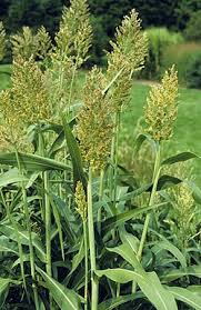 Image result for Panicum margaritiferum