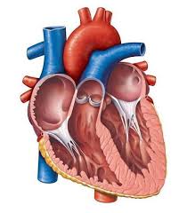 我要 活 下去 下載 apk. Https Biomig Ntua Gr Courses Biom Eng Med Signal Analysis Ecg Pdf