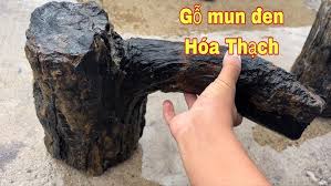 Hóa thạch cây gỗ mun đen tiền sử kì quái