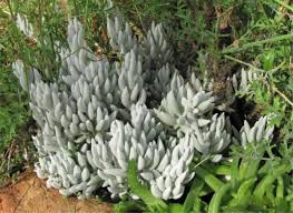 Image result for Caputia