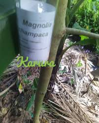 Image result for Pterygota mildbraedii