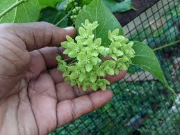 Image result for Marsdenia dregea