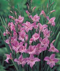 Pin On Beautiful