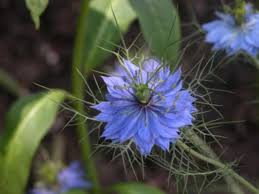 How To Grow And Care For Love In A Mist Annual Flowers Growing Seeds Planting Flowers