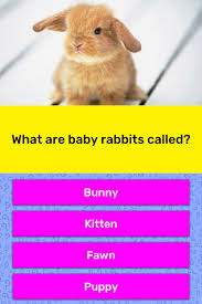 I am a baby bear. What Are Baby Rabbits Called Trivia Answers Quizzclub