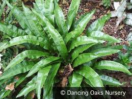 Image result for Asplenium linckii