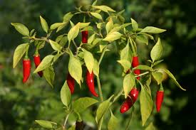 Birds Eye Chili Wikipedia