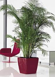 Piante da appartamento e gatti. Pin On Arredamento Casa