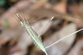 Image result for Dichanthium sericeum