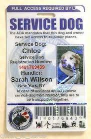 Holographic Pvc Service Dog Id Badge Service Animal Id Card Ada Tag For Vest 0h Ebay In 2020 Service Dogs Psychiatric Service Dog Dog Id