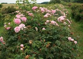 Picture Of Konigin Von Danemark Albarose Pflanzen Rosen Rosenpflanzen