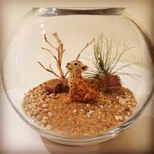 Cubby House Happyplaceterrariums Terrariums Tillandsia Giftsforher Giftsforhim Sydneyflorist Sutherlandshire Terrarium Cubby Houses Animal Decor
