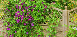 We did not find results for: All About Clematis
