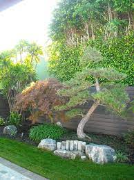 An Exceptionally Well Shaped Pine For One So Young Japanese Garden Front Yard Tree Landscaping Dogwood Tree Landscaping
