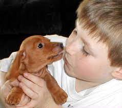 Mini dachshund puppies for sale. Mini Dachshund Puppies For Sale