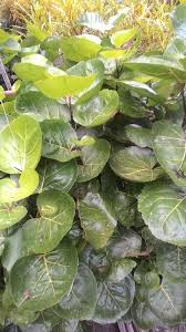 Restaurante malayo, local de alitas y restaurante asiático$$$$. Manfaat Daun Tapak Kuda Sulaiman Benefit Sulaiman Leaf Horse Tread Steemit