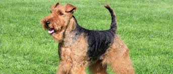 Healthy and well trained puppies for sale. Welsh Terrier All About Dogs Orvis