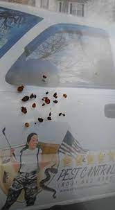 Columbia certified pest control provides 10 steps process of pest control in lexington sc. 5 Star Pest Control Llc Home Facebook