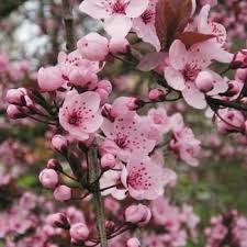 epingle sur arbres
