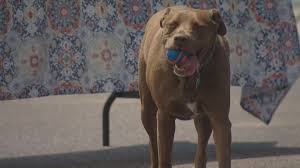 Click on the picture of a dog and see more information about the dog. Dog Show Adoption Event Benefits Alzheimer S Association Cbs Denver