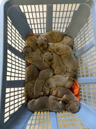 The sire and dam to this beautiful litter of puppies in willis and lou and this litter consists of 3 girls and 2 boys. 3 Day Old Silver Lab Puppies At The Vet Aww
