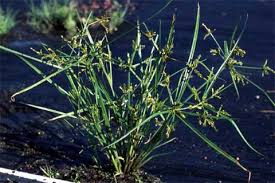 Image result for Cyperus sp.no.7