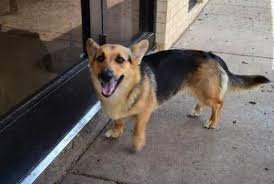 The akita shepherd is a cross between the akita and the german shepherd dogs. 16 Corgi Mischlinge Die Du Lieben Wirst Auch Wenn Du Dich Wehrst German Shepherd Corgi Mix Corgi Shepherd Corgi Mix Breeds