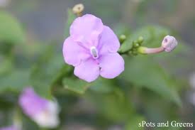 Image result for Pupalia grandiflora