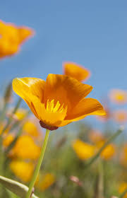 Some seeds take years or particular conditions to germinate. 7 Fastest Growing Flower Seeds For The Perfect Summer Garden Fast Growing Flowers Summer Flowers Garden Plants