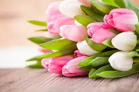 Gratis scarica gifs buon compleanno fiori per la ragazza immagini animate. Un Tulipano Fa Primavera Blog Floraqueen It