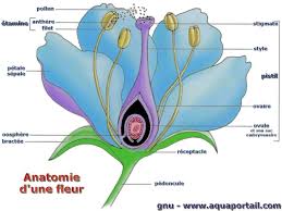 Comment Observer Les Plantes Decryptage D Un Vocabulaire Commun Aux Plantes A Fleurs Congo Objectif2050 Over Blog Com Schema Fleur Planter Des Fleurs Fleurs