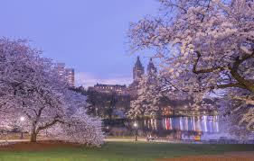 Although wildflowers are adored in the garden by bees. Wallpaper Trees Cherry Pond Park Spring New York Sakura Flowering New York City Central Park Central Park Cherry Hill Images For Desktop Section Gorod Download