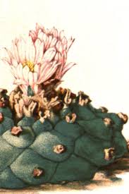 Image result for Lophiocarpus