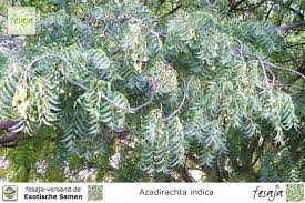 Neem trees also grow on islands in southern iran. Niembaum Azadirachta Indica Fesaja Versand