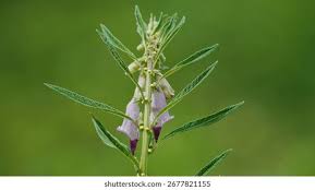 Image result for Sesamum radiatum