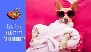 Aussie pet mobile is a quality pet grooming service that offers an exceptional full service grooming experience for your pets in a stress free environment in full comfort and safety right in your driveway. Can Pets Really Say Ahhhhhhh Aussie Pet Mobile Katy