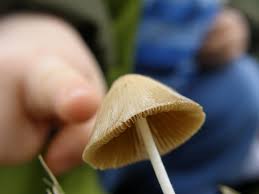 Image result for Conocybe lactea
