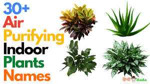 There are total 1 hindi meaning and definitions have been listed for the english word 'rubber plant'. 30 Best Air Purifying Indoor Plants Names For Your Home