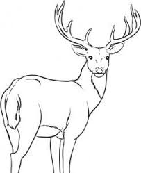 How To Draw A White Tailed Deer Intermediate Deer Drawing Forest Drawing Deer Coloring Pages