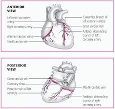 The right coronary artery divides into smaller branches, including the right posterior descending artery and the acute marginal artery. Anatomy And Physiology Thoracic Key