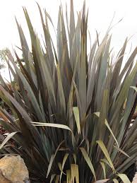 Image result for Phormium