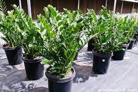 What is the growth rate of zz plant? Zz Plant Care Tips A Tough As Nails Glossy Houseplant