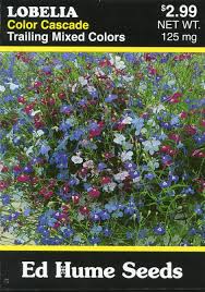 Image result for lobelia combine composition