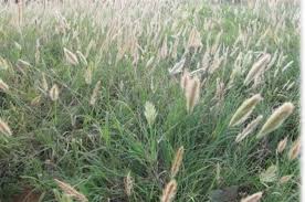 Image result for Chloris roxburghiana