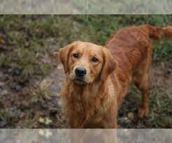 Maybe you would like to learn more about one of these? View Breeder Profile Golden Retriever Dog Breeder Near Kentucky Fredonia Usa Subs 100954