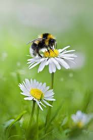 Bee Daisy Arilar Papatyalar Bitki